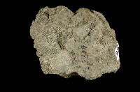 北投石藏品圖，第6張